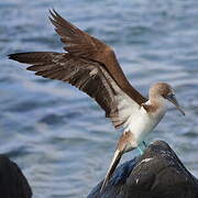 Blue-footed Booby