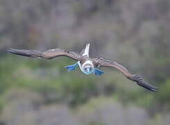 Fou à pieds bleus