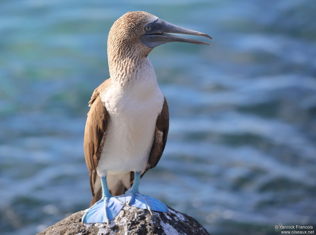 Blue-footed Boobyadult, identification, aspect