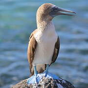 Blue-footed Booby