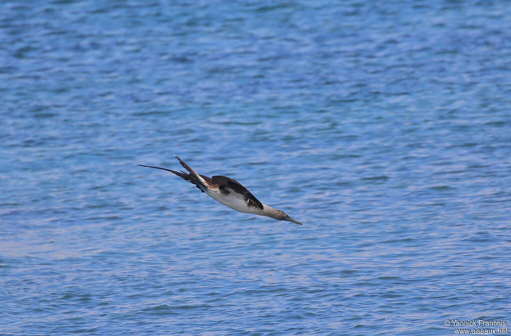 Blue-footed Boobyadult, aspect, Flight, fishing/hunting