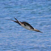 Blue-footed Booby