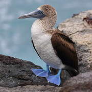 Fou à pieds bleus