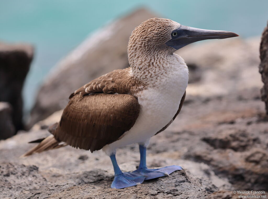 Blue-footed Boobyadult, identification, aspect