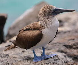 Fou à pieds bleus