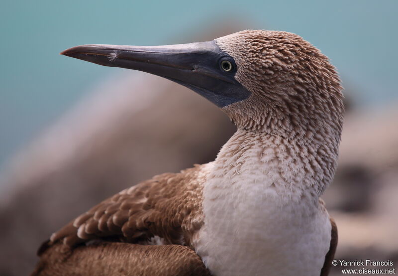 Blue-footed Boobyadult, close-up portrait, aspect