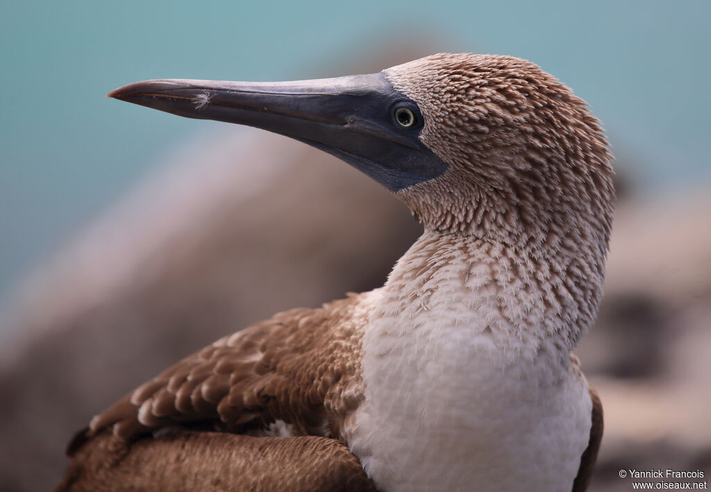 Blue-footed Boobyadult, close-up portrait, aspect