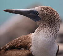 Blue-footed Booby