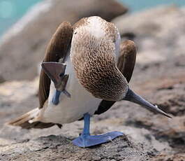 Fou à pieds bleus