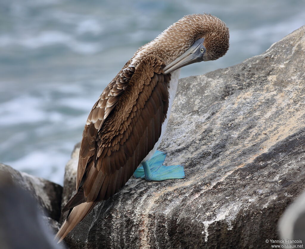 Blue-footed Boobyadult, identification, aspect, Behaviour