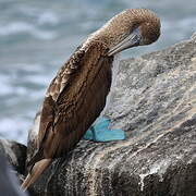 Blue-footed Booby