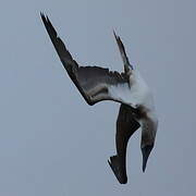 Blue-footed Booby