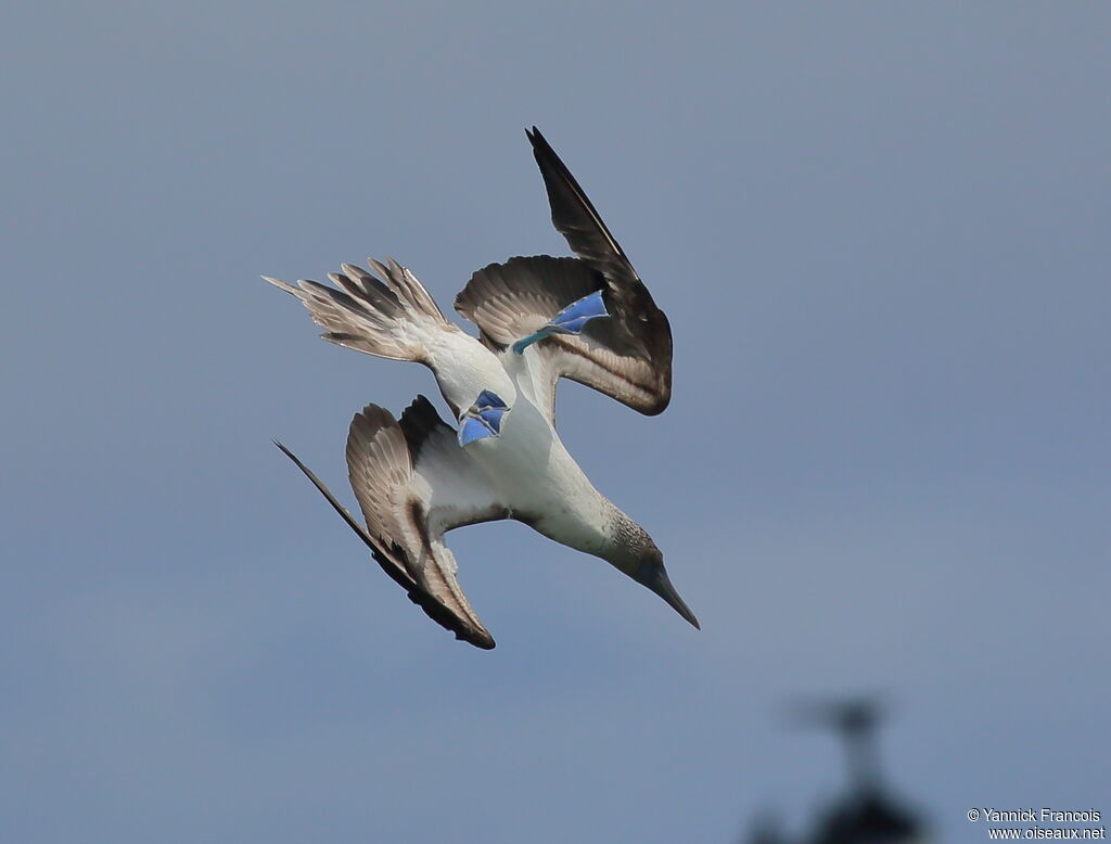 Blue-footed Boobyadult, aspect, Flight, fishing/hunting