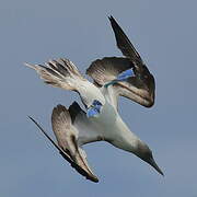 Blue-footed Booby