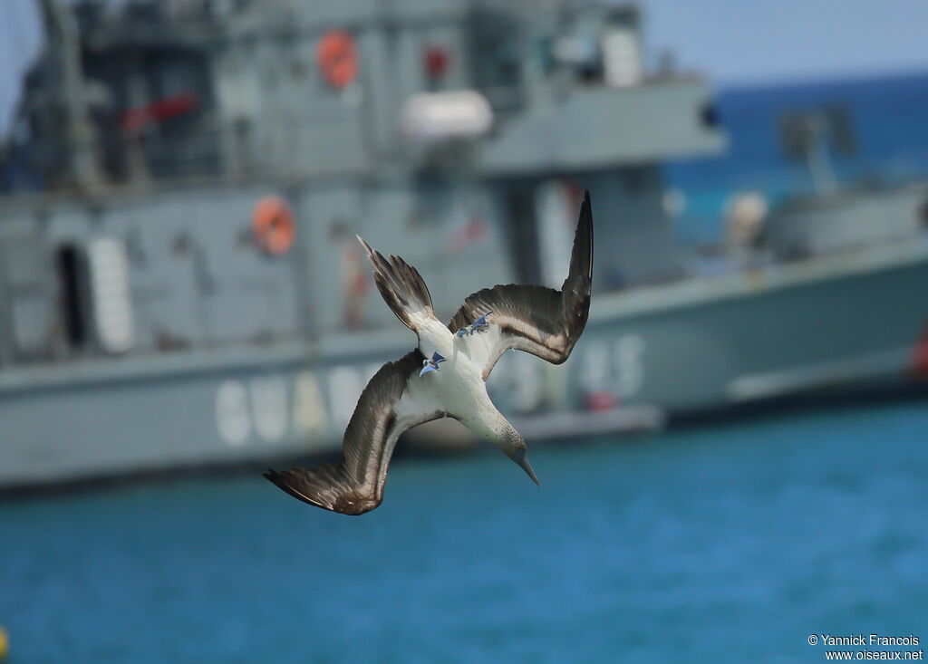 Blue-footed Boobyadult, aspect, Flight, fishing/hunting