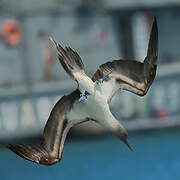 Blue-footed Booby