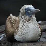 Blue-footed Booby