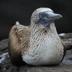 Fou à pieds bleus