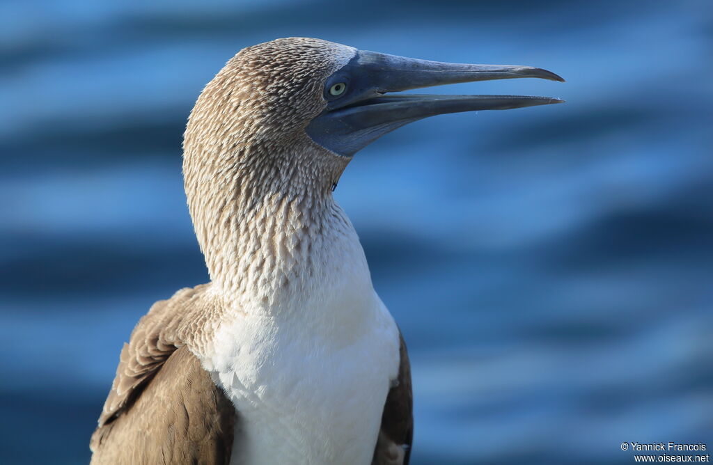 Blue-footed Boobyadult, close-up portrait, aspect