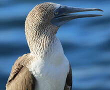 Blue-footed Booby