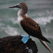 Blue-footed Booby