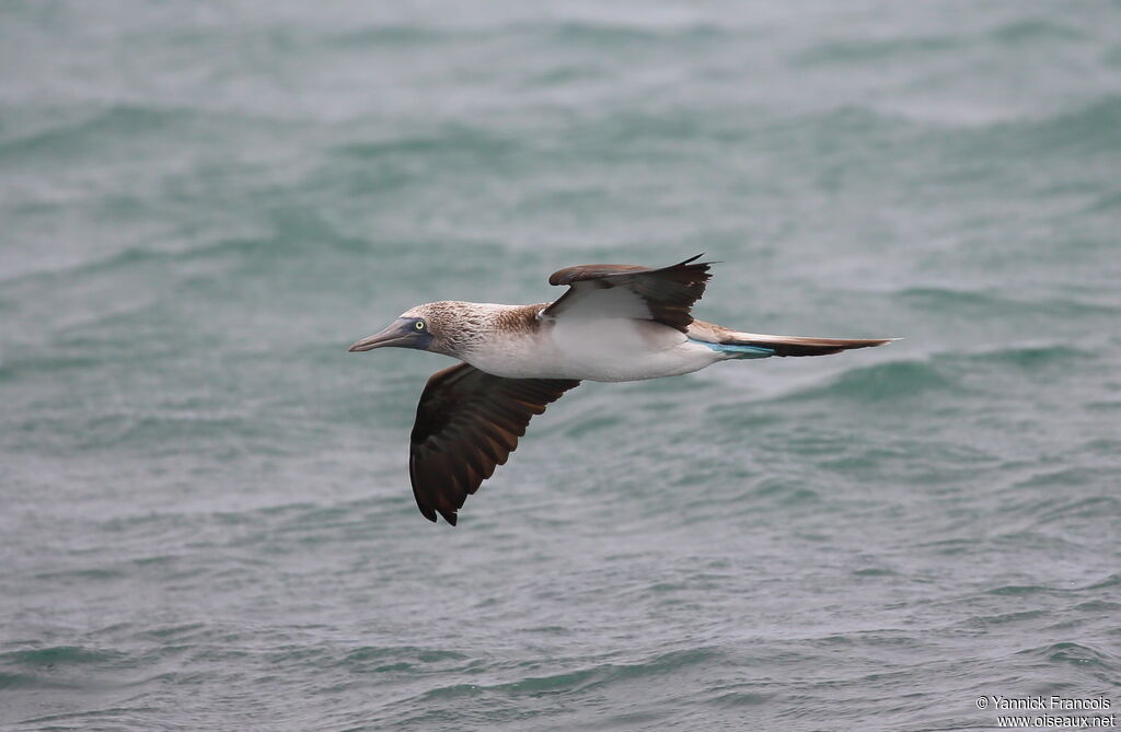 Blue-footed Boobyadult, aspect, Flight