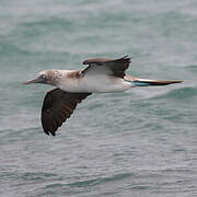 Blue-footed Booby