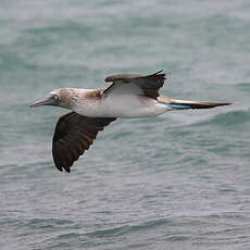 Fou à pieds bleus