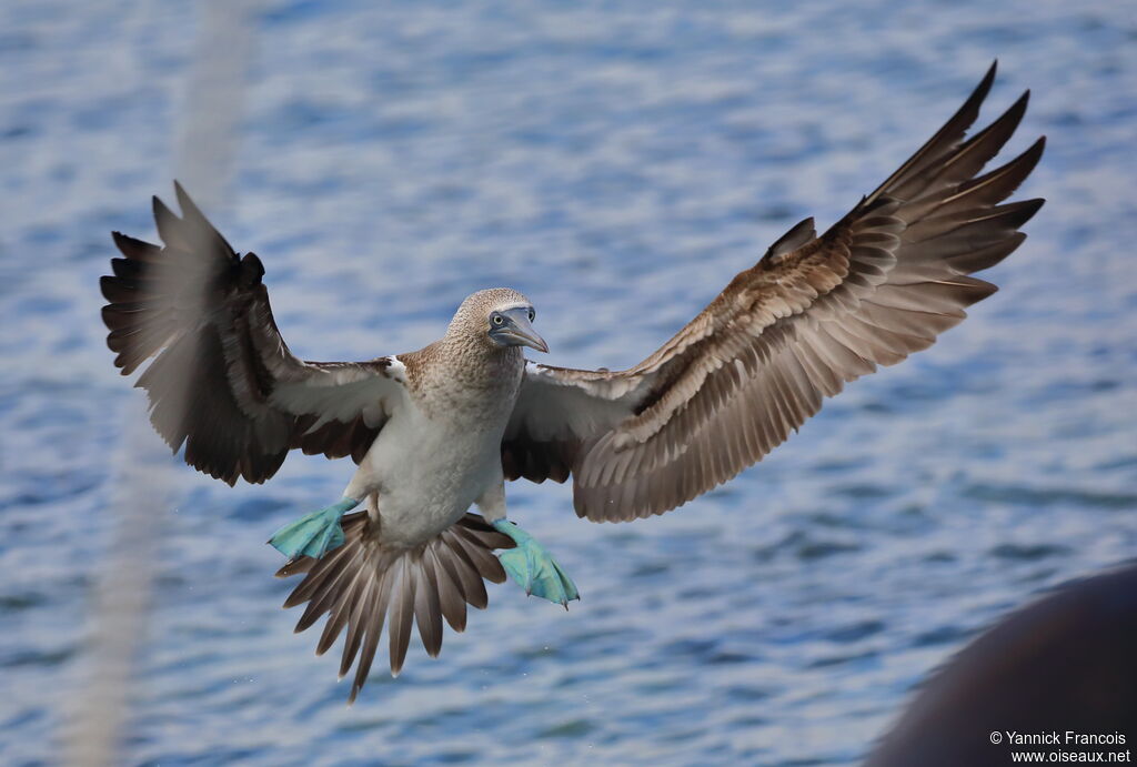 Blue-footed Boobyadult, aspect, Flight