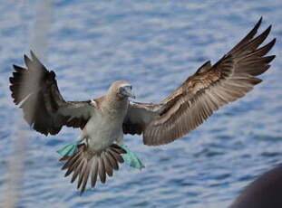 Fou à pieds bleus