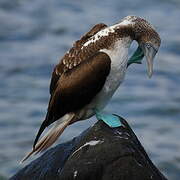 Blue-footed Booby