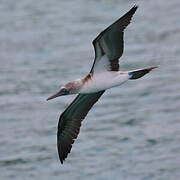 Blue-footed Booby