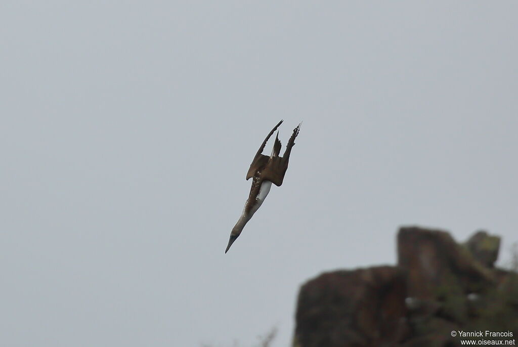 Blue-footed Boobyadult, aspect, Flight, fishing/hunting