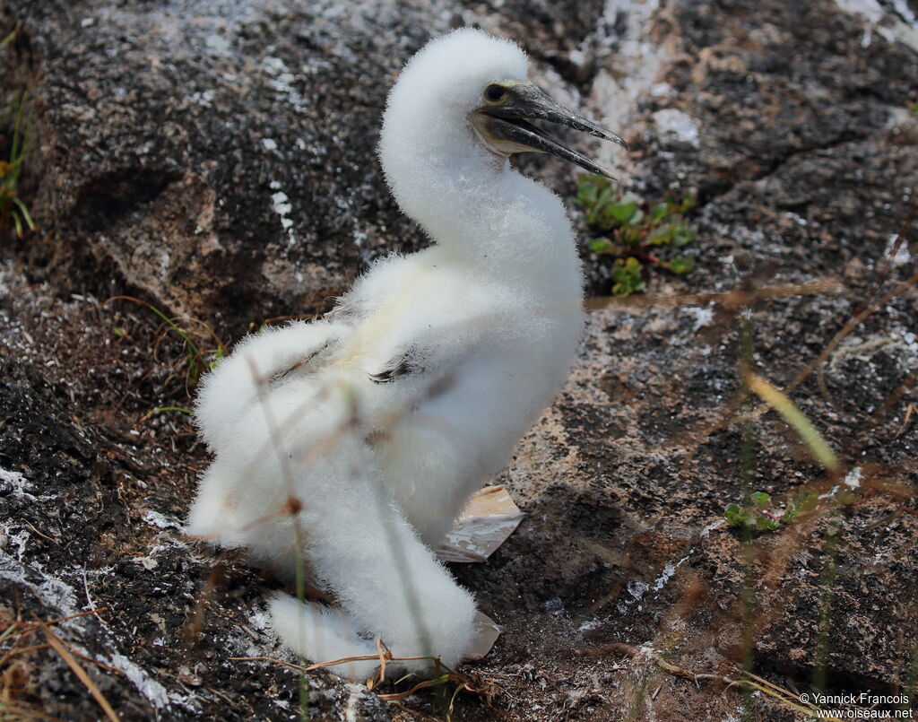 Blue-footed BoobyPoussin, identification, aspect