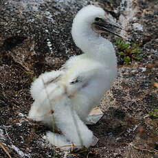 Fou à pieds bleus