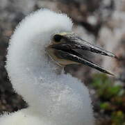 Blue-footed Booby