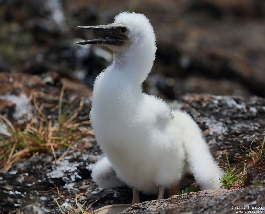 Blue-footed BoobyPoussin, identification, aspect