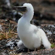 Blue-footed Booby