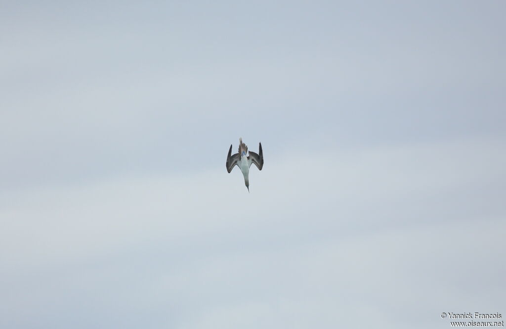 Blue-footed Boobyadult, Flight, fishing/hunting