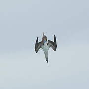 Blue-footed Booby