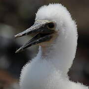 Blue-footed Booby