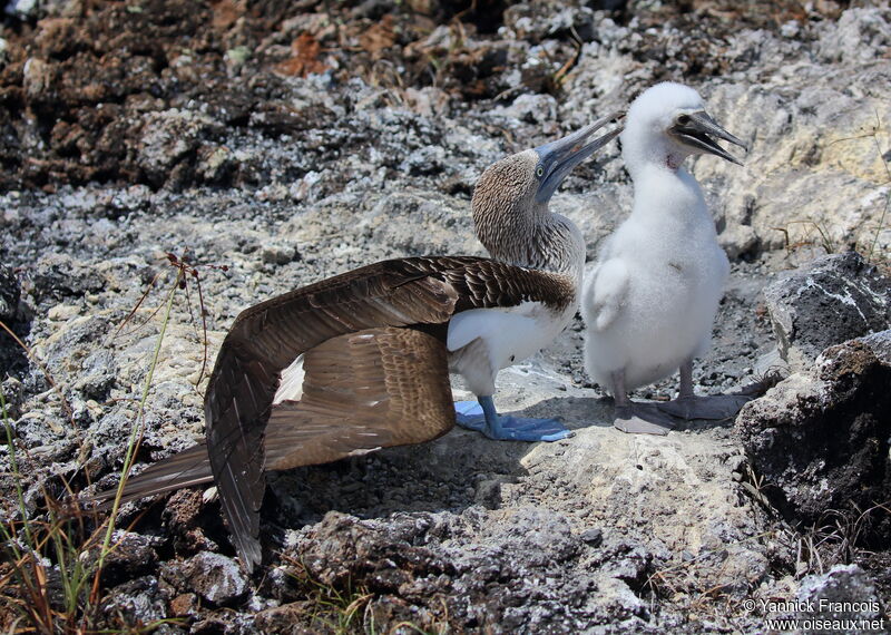 Blue-footed Booby, identification, aspect