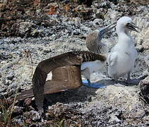 Blue-footed Booby