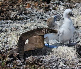 Fou à pieds bleus