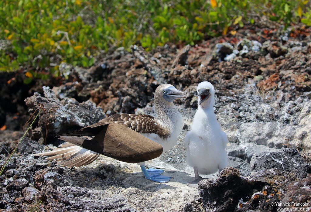 Blue-footed Booby, habitat, aspect