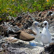 Blue-footed Booby