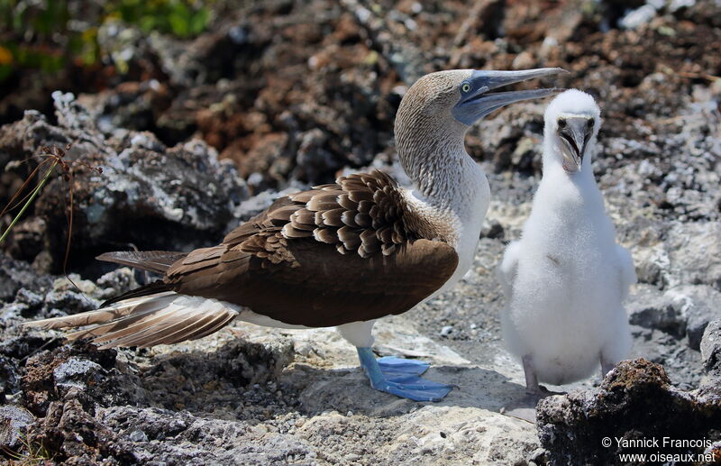 Blue-footed Booby, identification, aspect