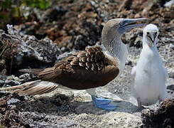 Blue-footed Booby