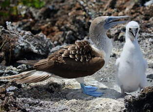 Fou à pieds bleus