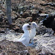 Fou à pieds bleus